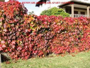Amenajari Renovari 054  